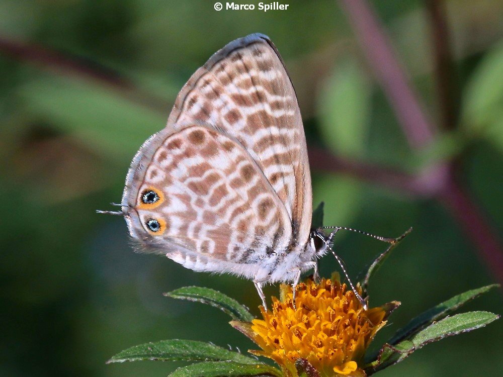 Leptotes pirithous